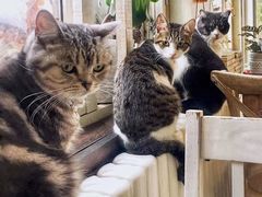 -海边的猫和咖啡馆