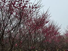-香雪海