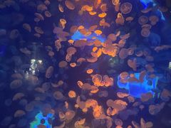 -江和美海洋公园