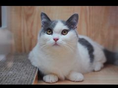 -山宅一喵德文卷毛猫舍