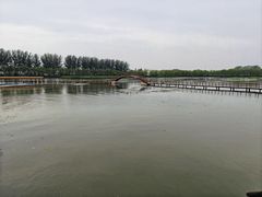 -白洋淀景区