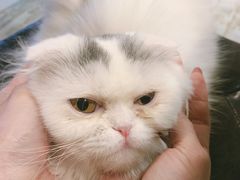 -猫咪咖啡·猫咖(万达广场店)