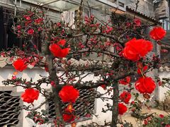 -桤木河湿地公园