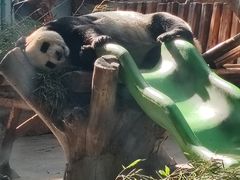 -石家庄市动物园