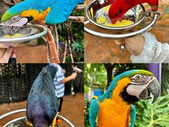 -灵玲国际马戏城