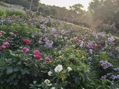 -花博汇(知音花月夜)