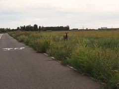 -赛汗塔拉风情园
