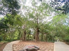 -中国科学院西双版纳热带植物园
