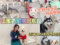 -星多哈·狗咖·拼豆·咖啡