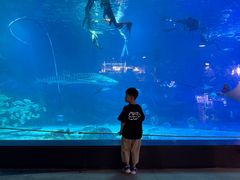 -烟台海昌鲸鲨海洋公园