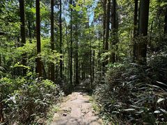 -天目山大树王景区
