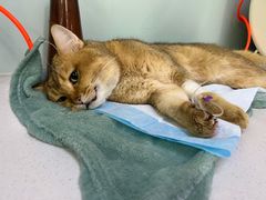 -达爱动物医院·犬猫分区·CT·复杂眼科(远洋山水分院)