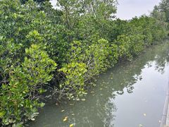 -东寨港红树林旅游区