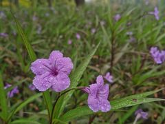 -白塘生态植物园