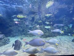 -郑州海洋馆
