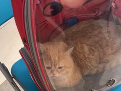 -半岛宠物医院24小时(白果林店)