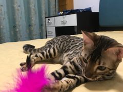 -猫大福·Fortune Cat猫舍(百子湾店)