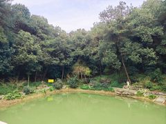 -铁山坪森林公园