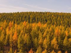 -塞罕坝国家级自然保护区