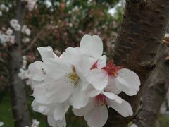 -长春观斋补堂素菜馆