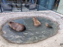 -廊坊固安福朋喜来登酒店