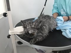 -BABYDOG宝贝狗宠物乐园(欧洲城店)