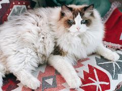 -喵屿·大理花园猫咖