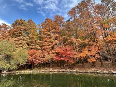 -上海共青森林公园