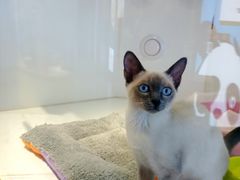 -龟与熊猫宠物公园(南坪店)