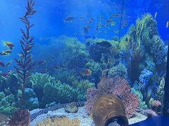 -芜湖新华联大白鲸海洋公园