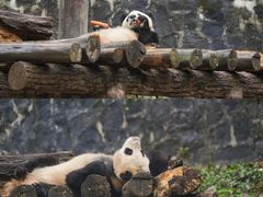 -都江堰中华大熊猫苑