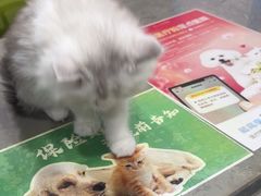 -四月宠物医院·猫专科·心脏专科·内科(转塘店)