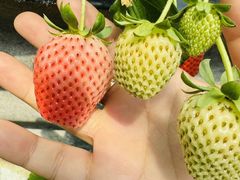 -大自然农场蔬菜草莓采摘园