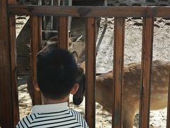 -北京鹿世界主题园