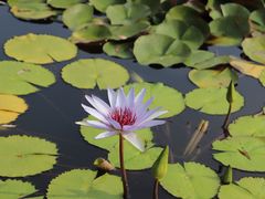 -国家植物园南园