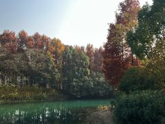 -贡湖湾湿地公园