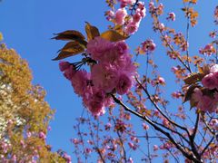 -高东镇樱花园