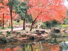 -秋霞圃
