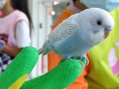 -怪兽屋·羊驼·猫咖·狗咖(俊华广场店)