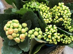-双季花艺园艺市场(浦东店)