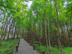 -桤木河湿地公园