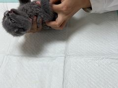 -派特宠物医院(海岸城店)