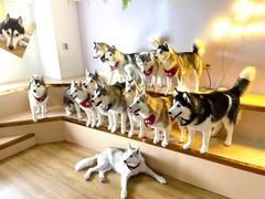 -Husky Go! 哈士奇体验馆·宠物咖啡厅狗咖