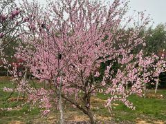 -武汉紫薇都市田园