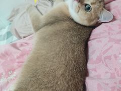 -四月宠物医院·猫专科·心脏专科·内科(转塘店)