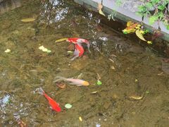 -故乡缘·香格里拉山庄(冷竹路店)