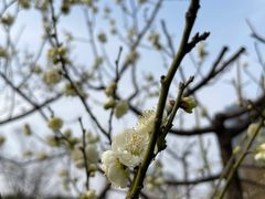 -新虹桥中心花园