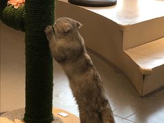 -飞行喵MR PILOT|猫舍·猫咖(静安大融城店)
