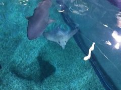 -暹罗海洋世界