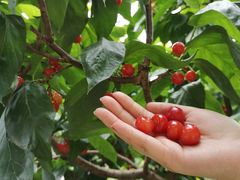 -樱桃山旅游景区